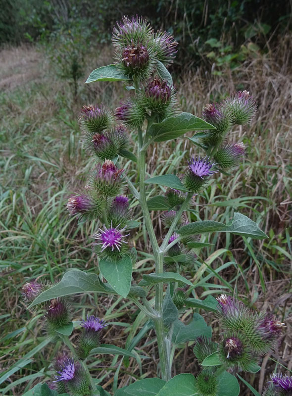 Arctium sp. - Asteraceae